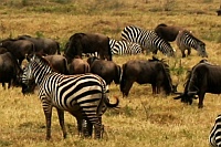 Nationalpark Serengeti