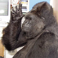 Gorilla-Dame Koko